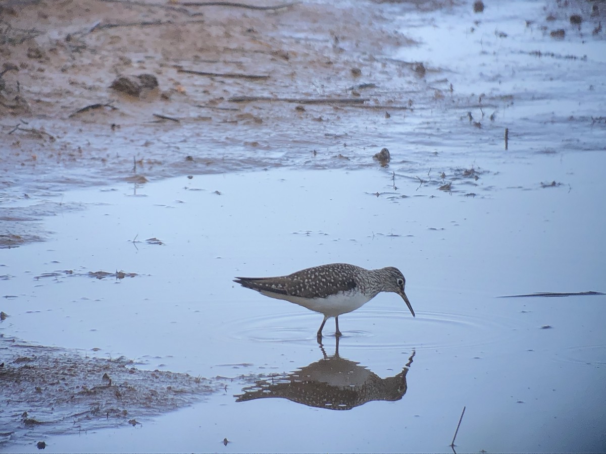 Solitary Sandpiper - ML155394001