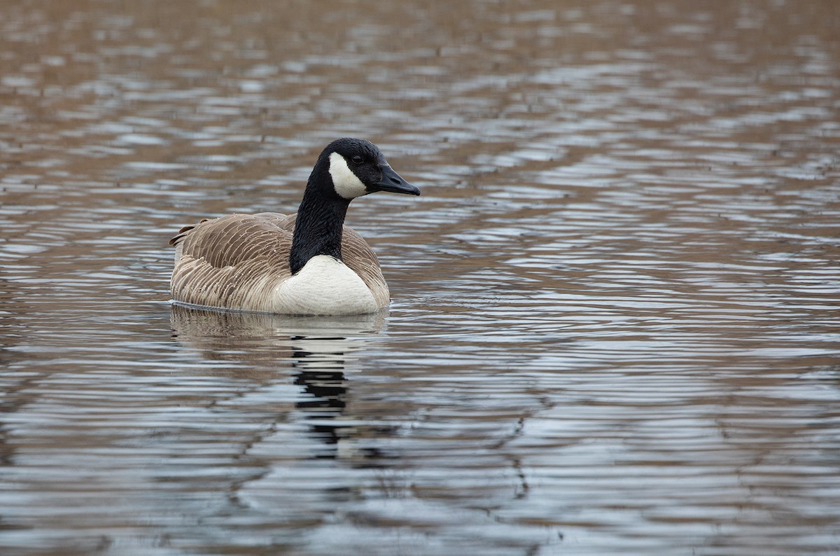 Canada Goose - Suzanne Labbé