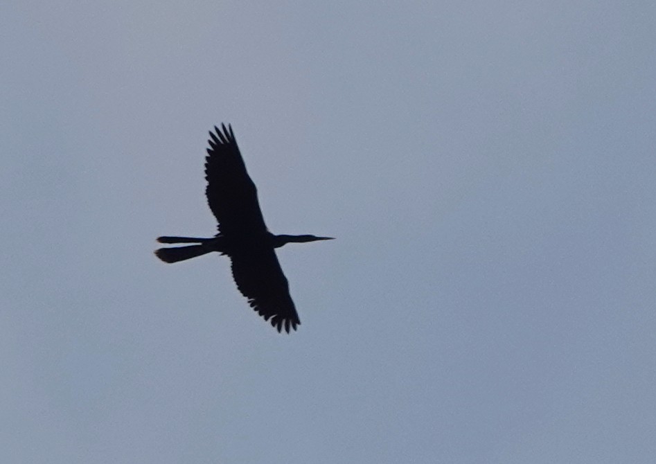 Anhinga - ML155395081