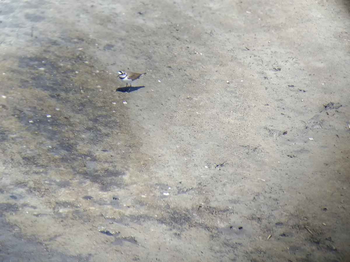 Little Ringed Plover - ML155396021