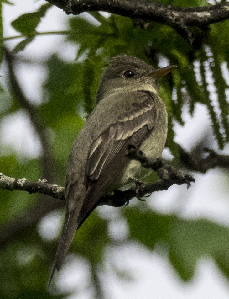 Eastern Wood-Pewee - Peter Assmann