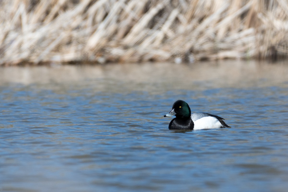 Greater Scaup - ML155396601