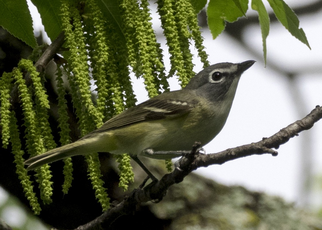 Mavi Başlı Vireo - ML155396911