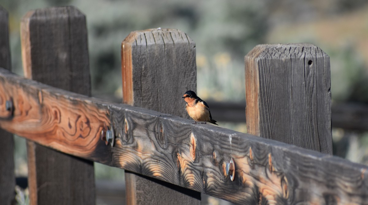 Golondrina Común - ML155398391