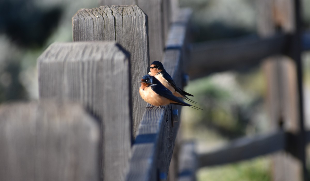 Barn Swallow - ML155398411