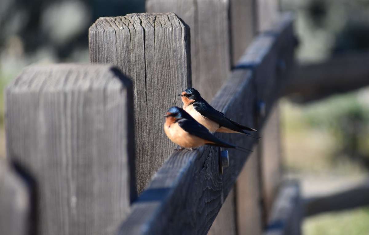 Barn Swallow - ML155398441