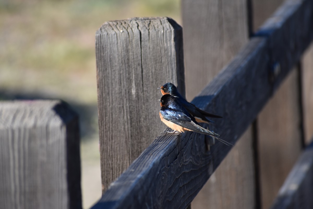 Barn Swallow - Anonymous