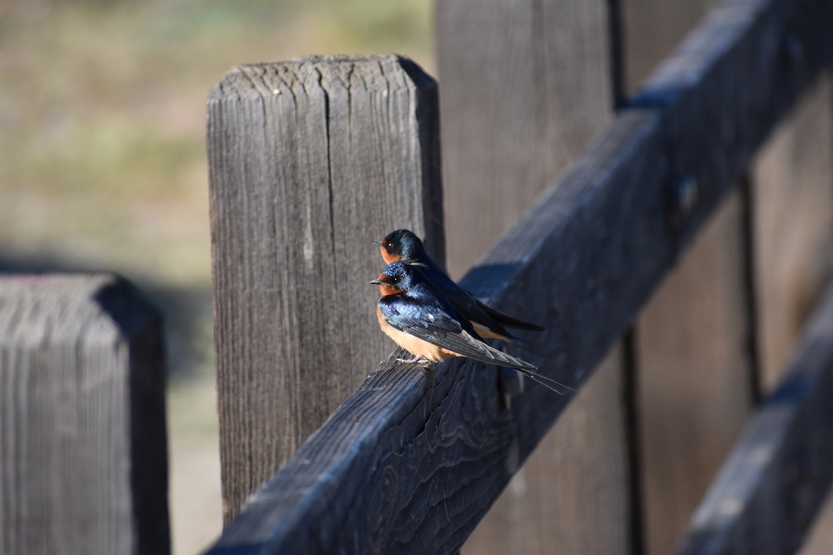 Golondrina Común - ML155398631