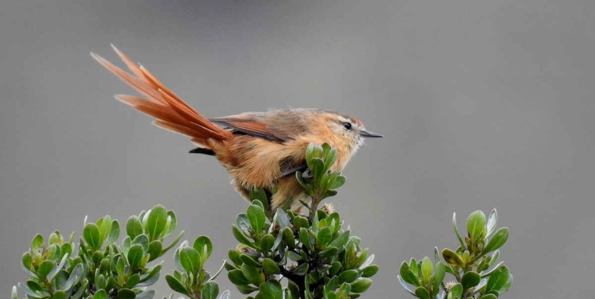 Tawny Tit-Spinetail - Fernando Angulo - CORBIDI