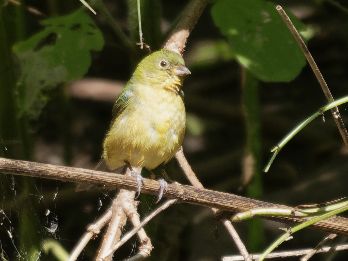 Painted Bunting - ML155403721