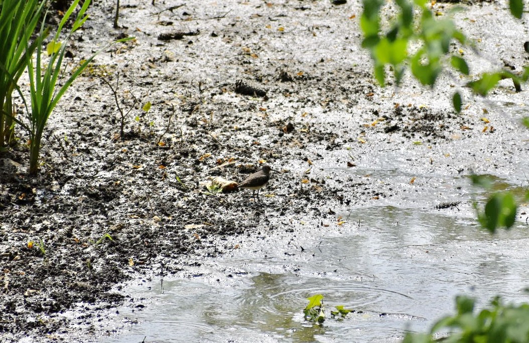 Solitary Sandpiper - Sarah Draper