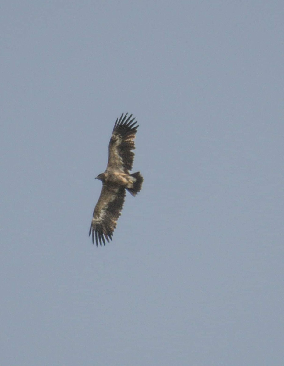 Aigle des steppes - ML155405361