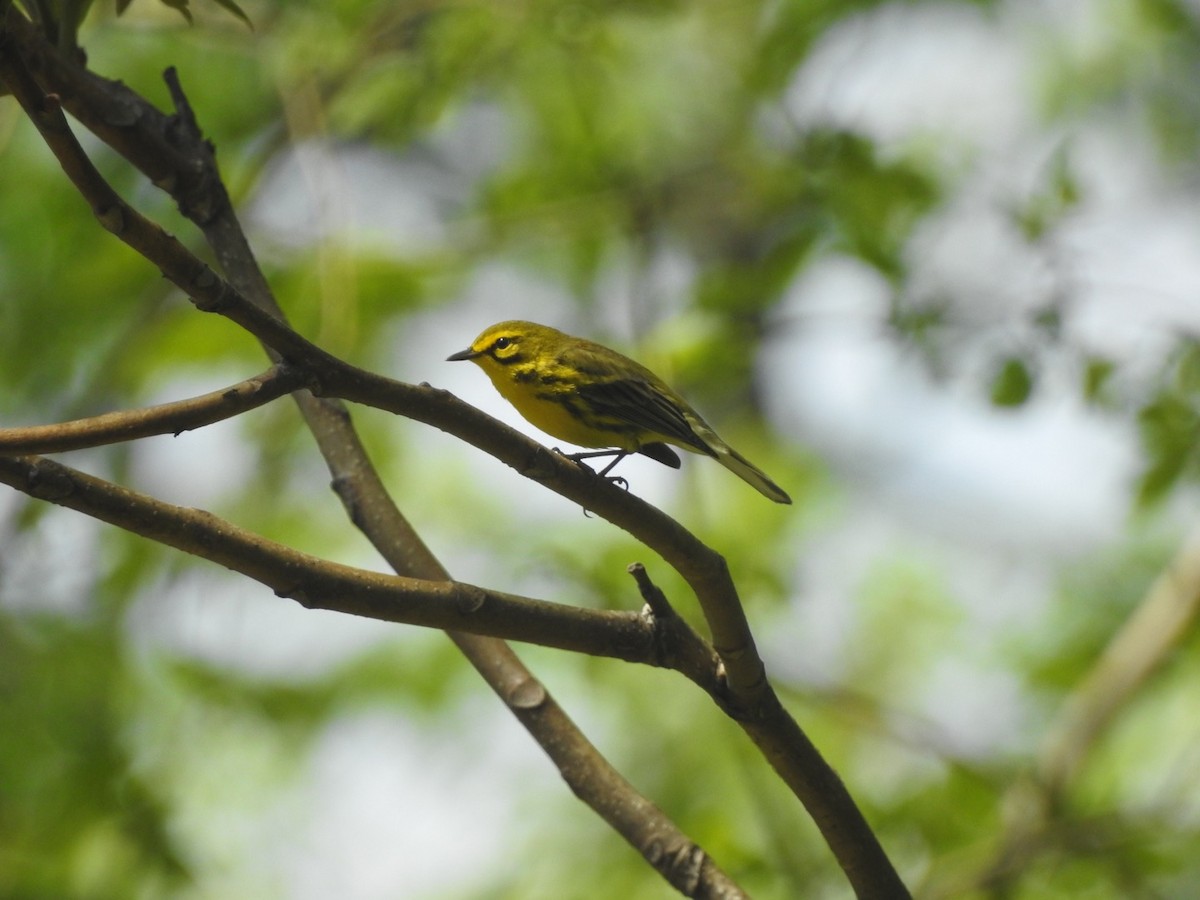 Prairie Warbler - Henry Griffin