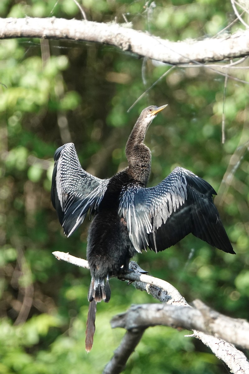 Anhinga Americana - ML155405481