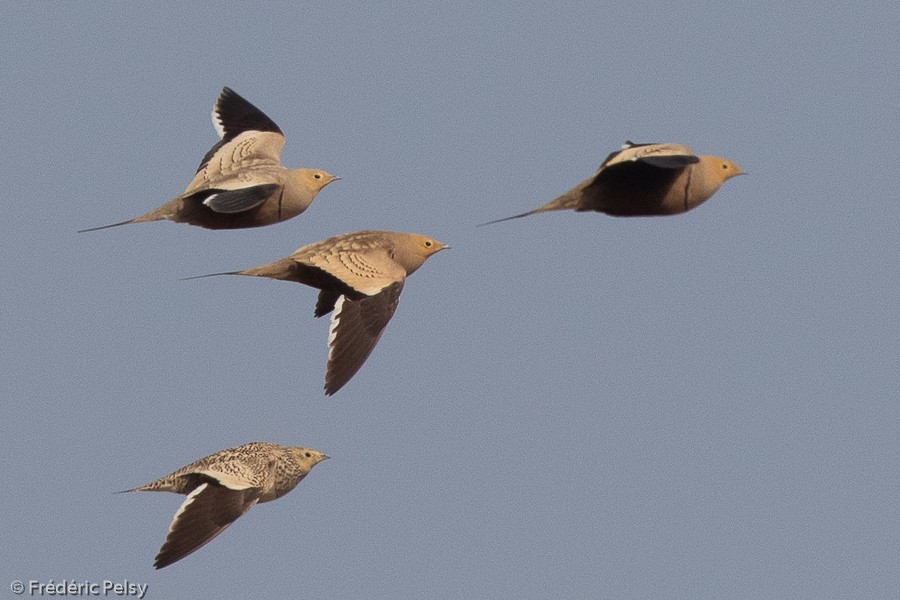 Chestnut-bellied Sandgrouse - Frédéric PELSY