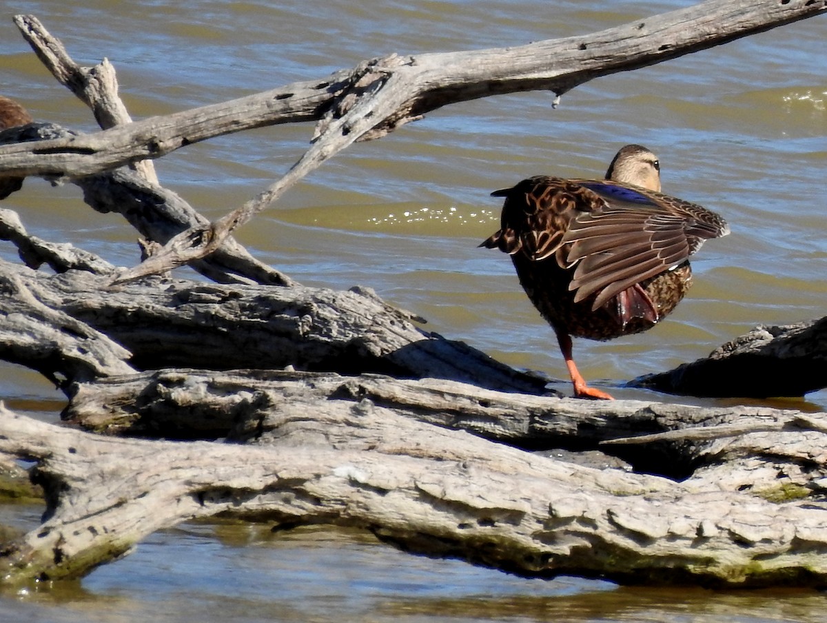 Mottled Duck (Gulf Coast) - bob butler