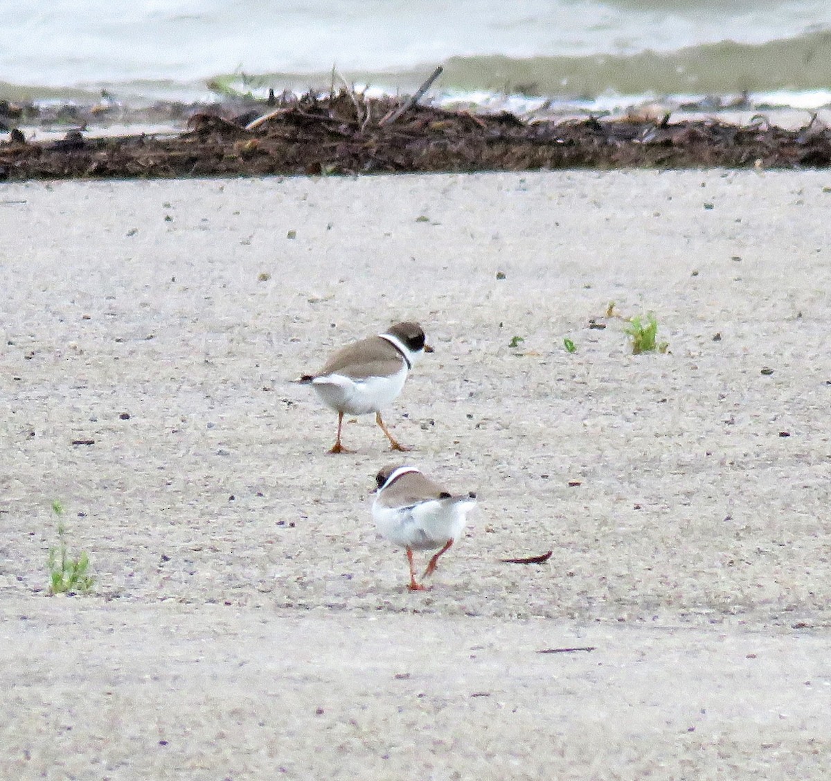 Semipalmated Plover - ML155407011