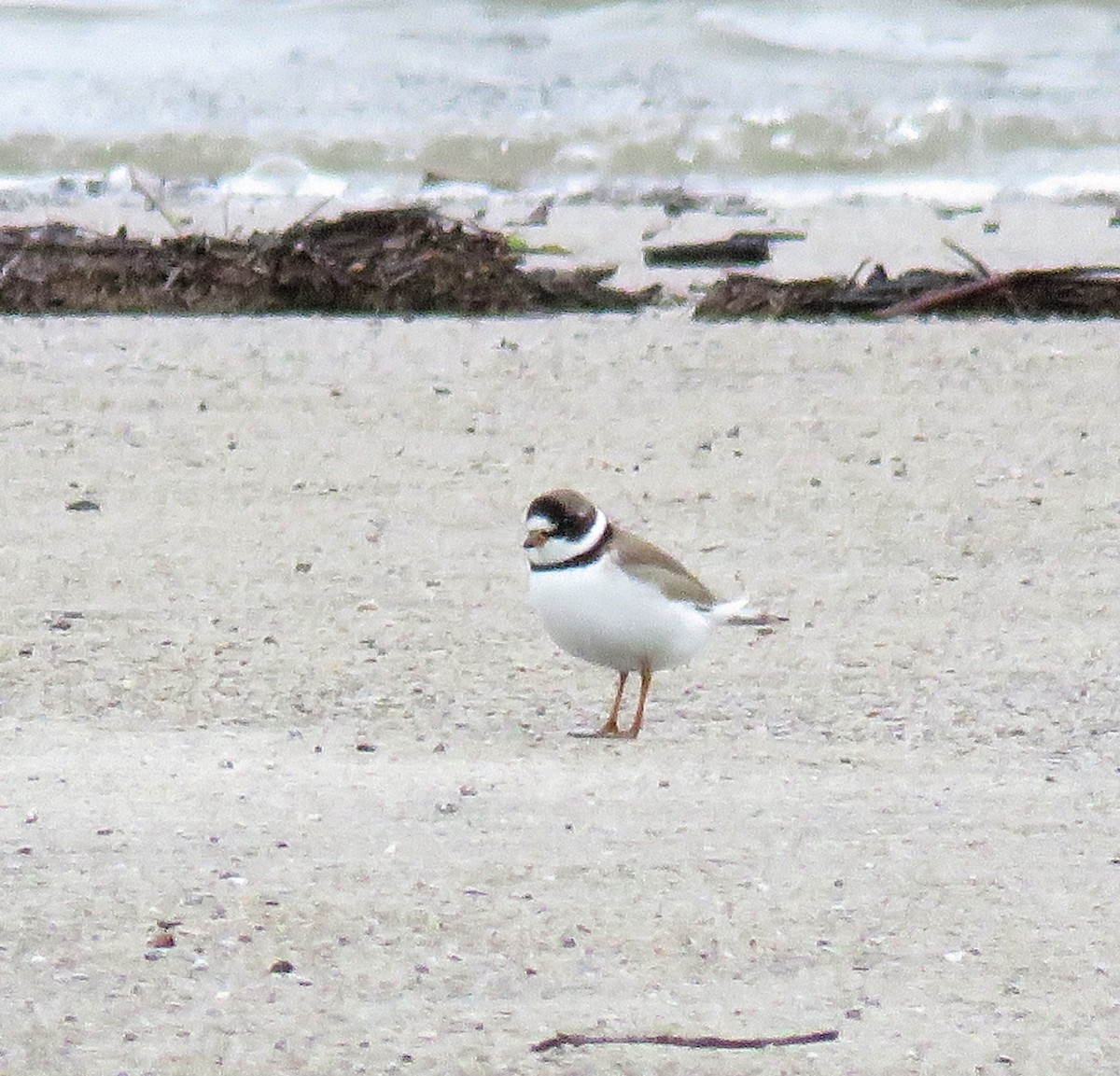 Semipalmated Plover - ML155407191