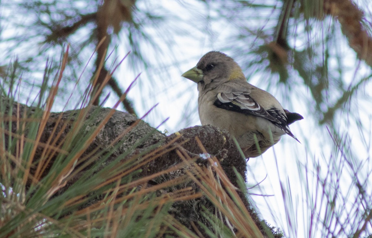 Evening Grosbeak - ML155407641