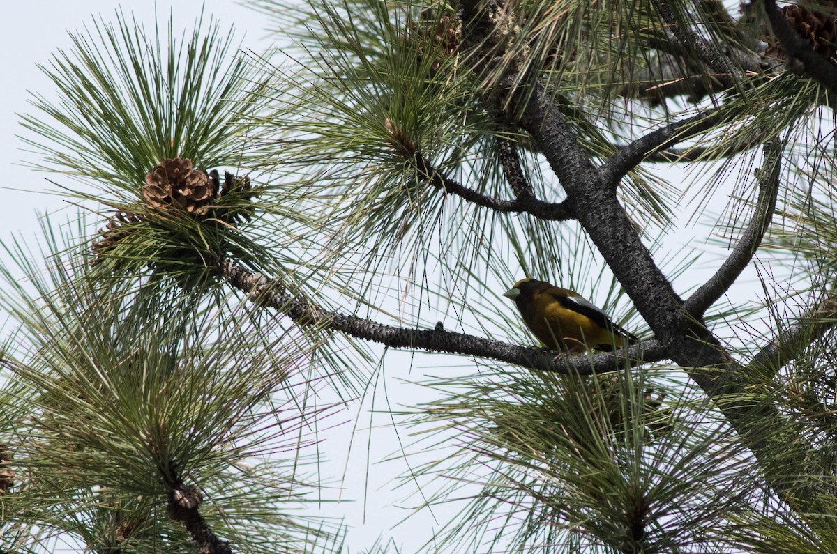 Evening Grosbeak - ML155407721