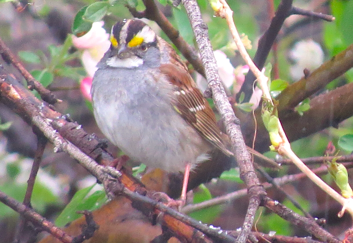 White-throated Sparrow - ML155408091