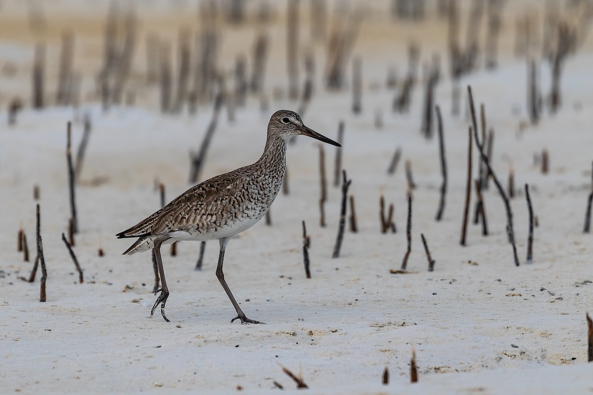 Willet - ML155410481