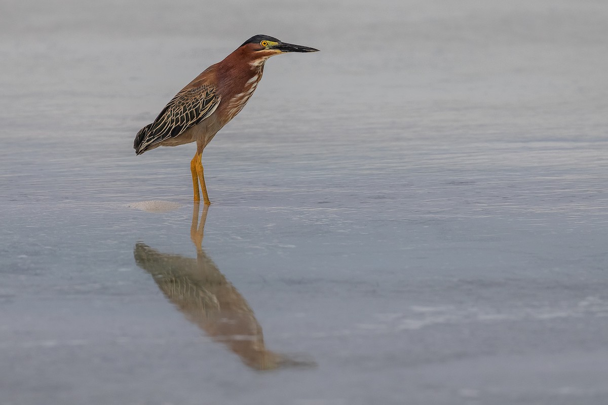 Green Heron - ML155410561