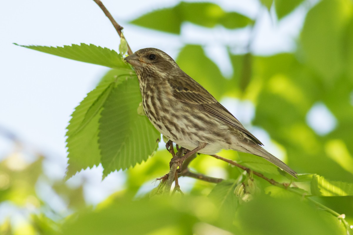 Purple Finch - ML155412271
