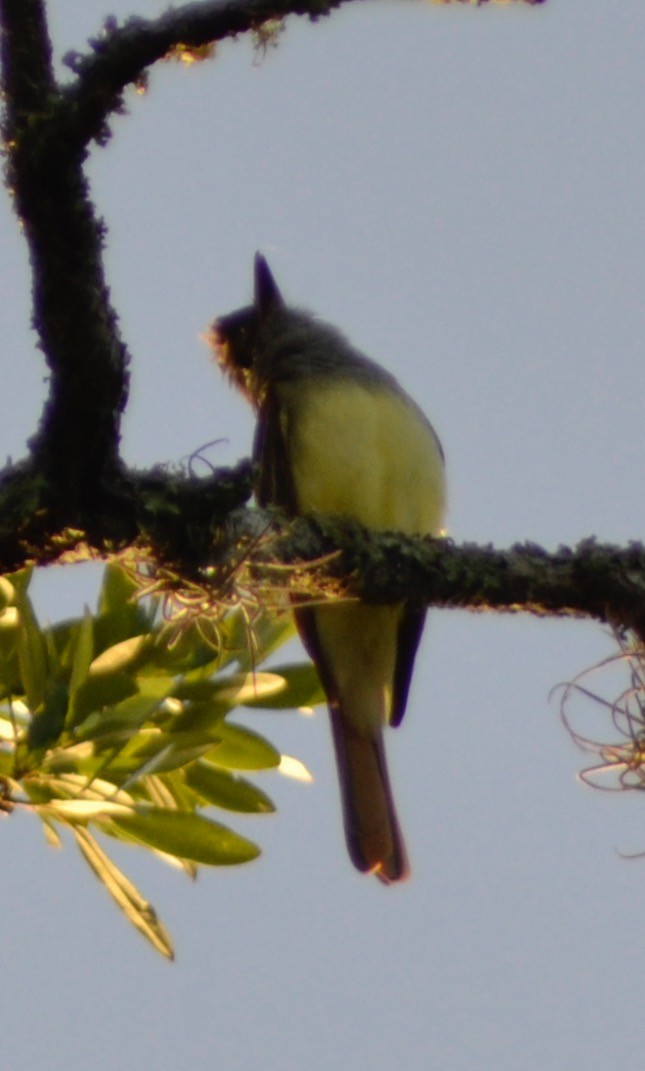 Great Crested Flycatcher - ML155412401