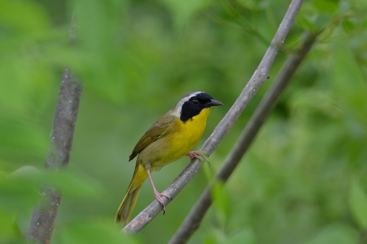 Common Yellowthroat - John Clements