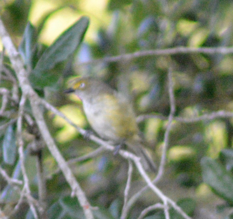 White-eyed Vireo - Margaret Merar