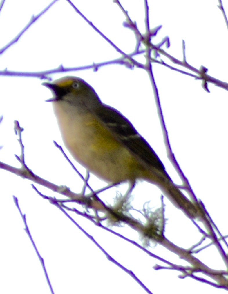 White-eyed Vireo - ML155413731