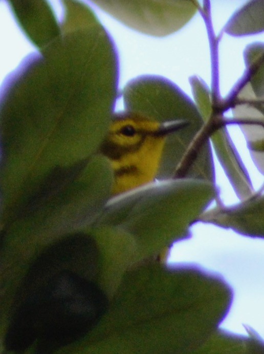 Prairie Warbler - ML155414211