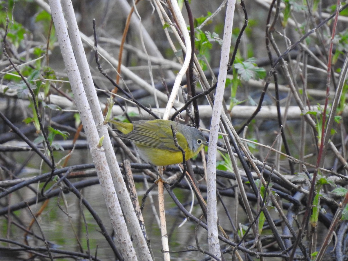 Nashville Warbler - ML155415291