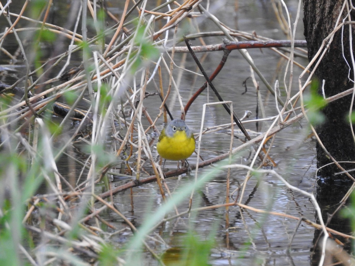 Nashville Warbler - ML155415341