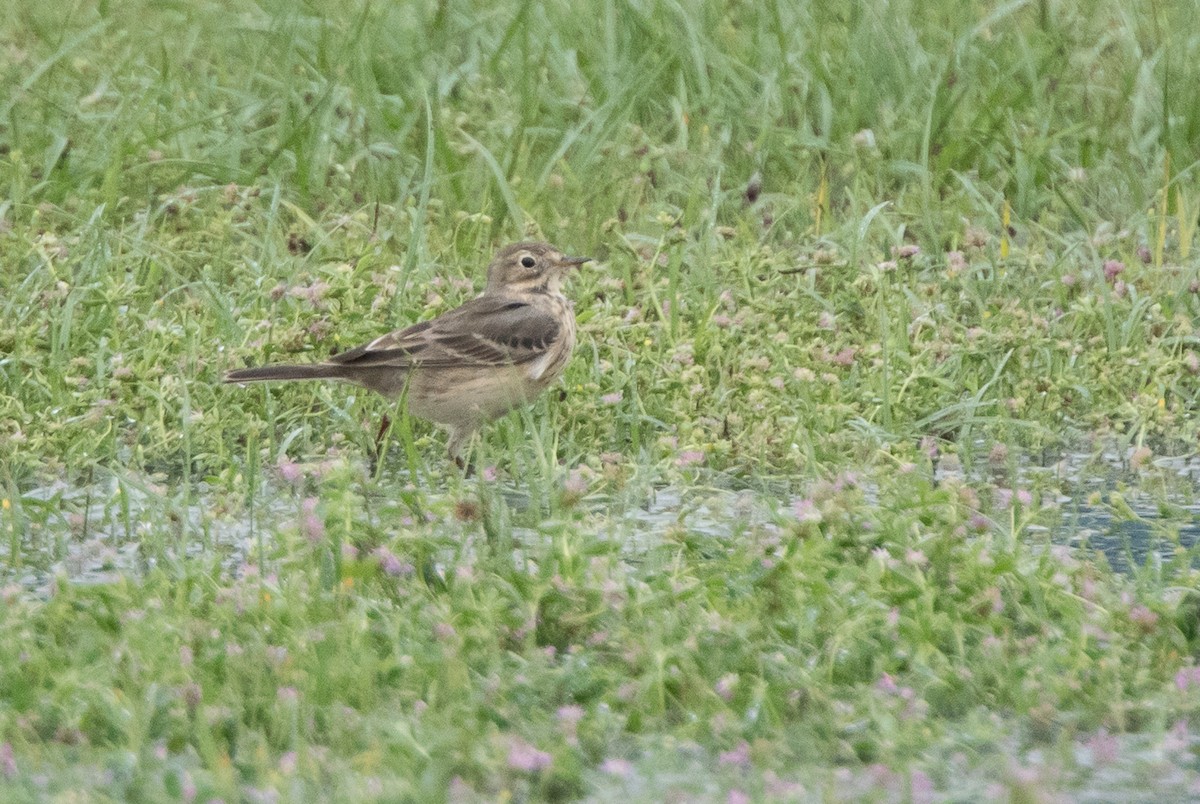 American Pipit - ML155415711