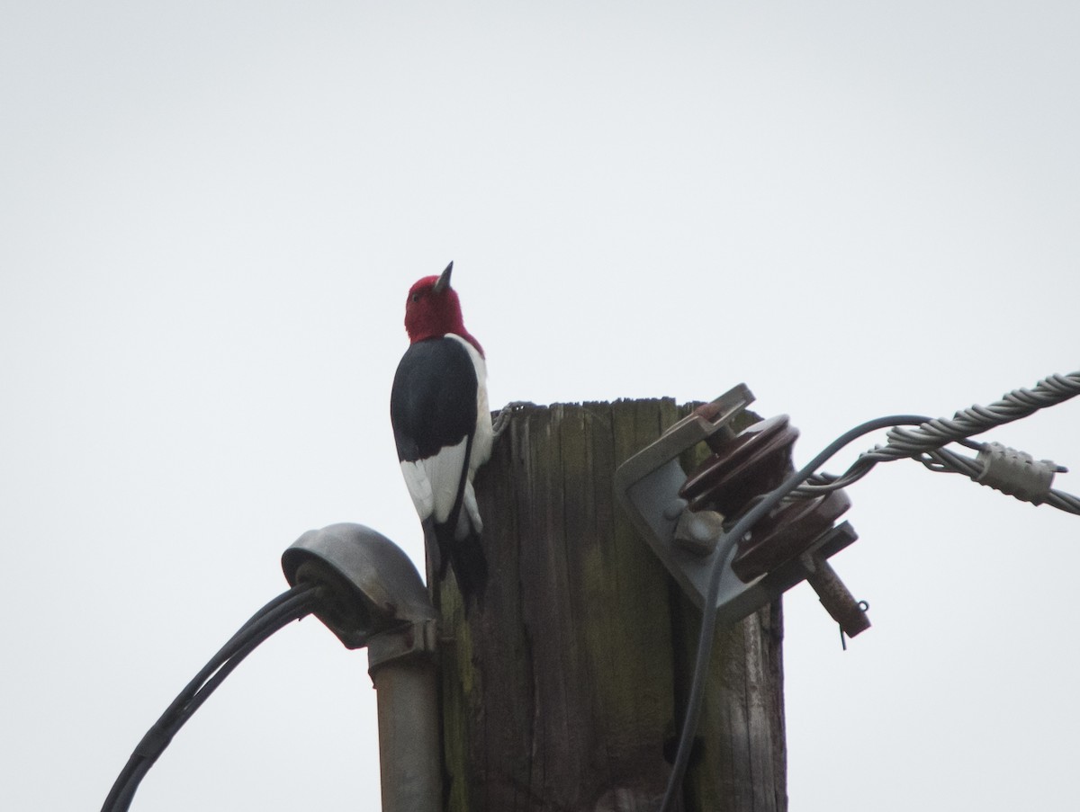 Red-headed Woodpecker - ML155415791