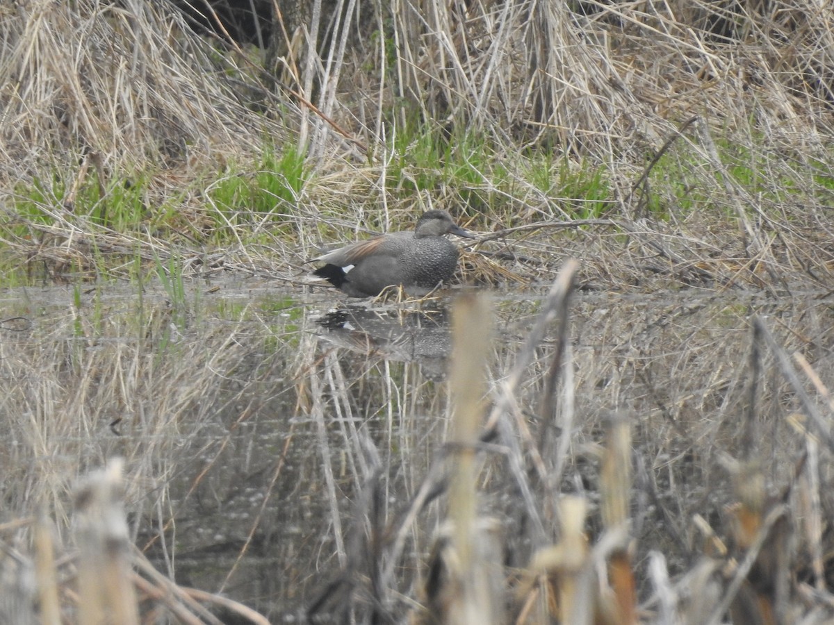 Gadwall - ML155415821