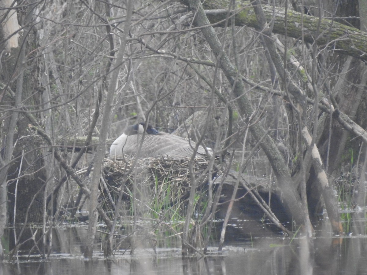 Canada Goose - ML155416171
