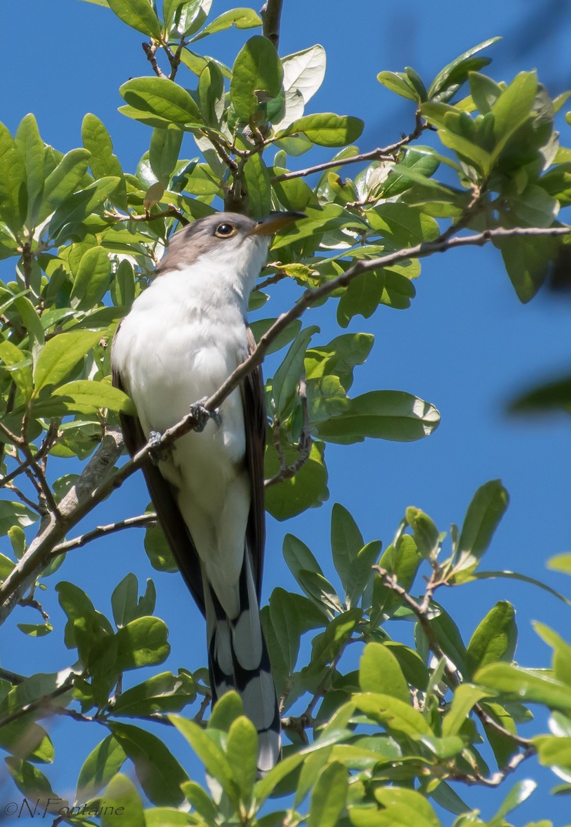 Yellow-billed Cuckoo - Natasza Fontaine