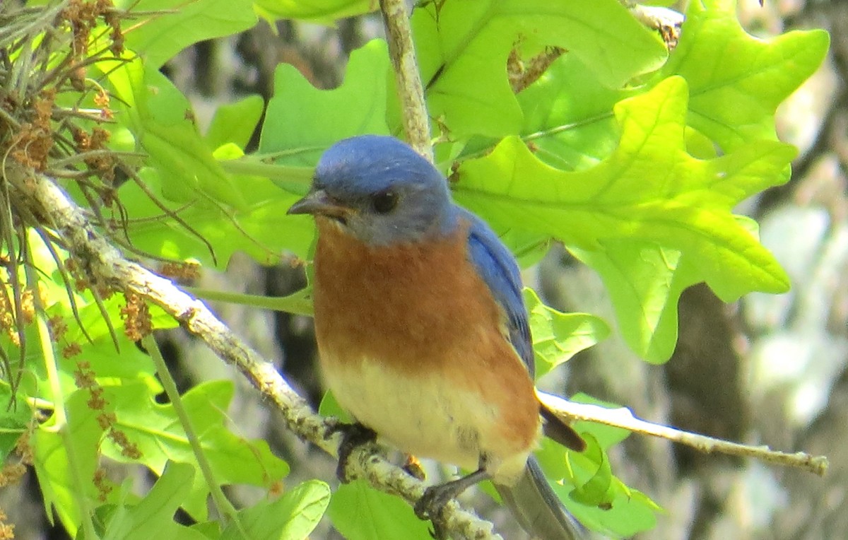 Eastern Bluebird - Merri R