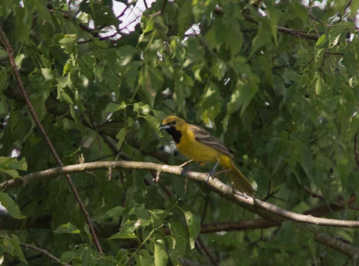 Orchard Oriole - ML155417131