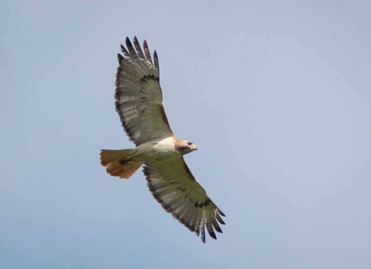 Red-tailed Hawk - ML155417281