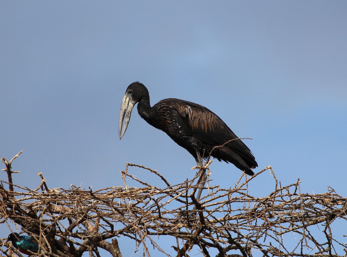 African Openbill - ML155417501