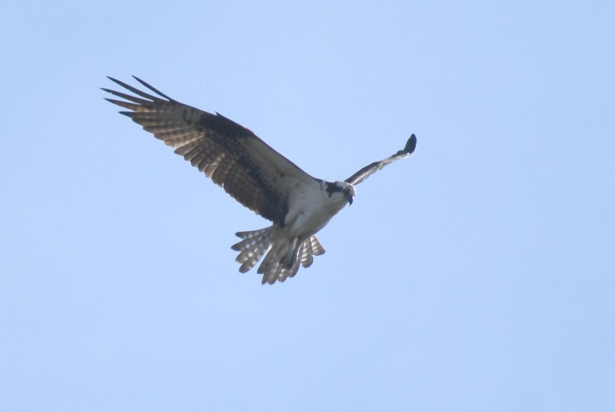 Osprey - ML155418281