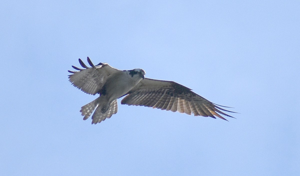 Osprey - ML155418311