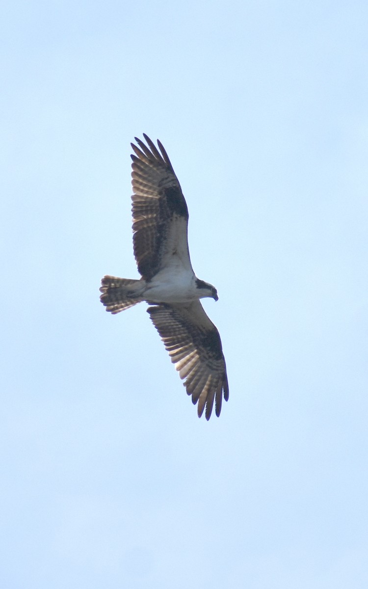 Osprey - ML155418361