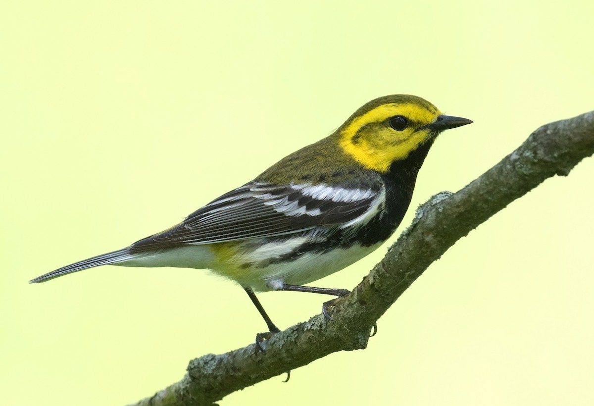 Black-throated Green Warbler - ML155418751