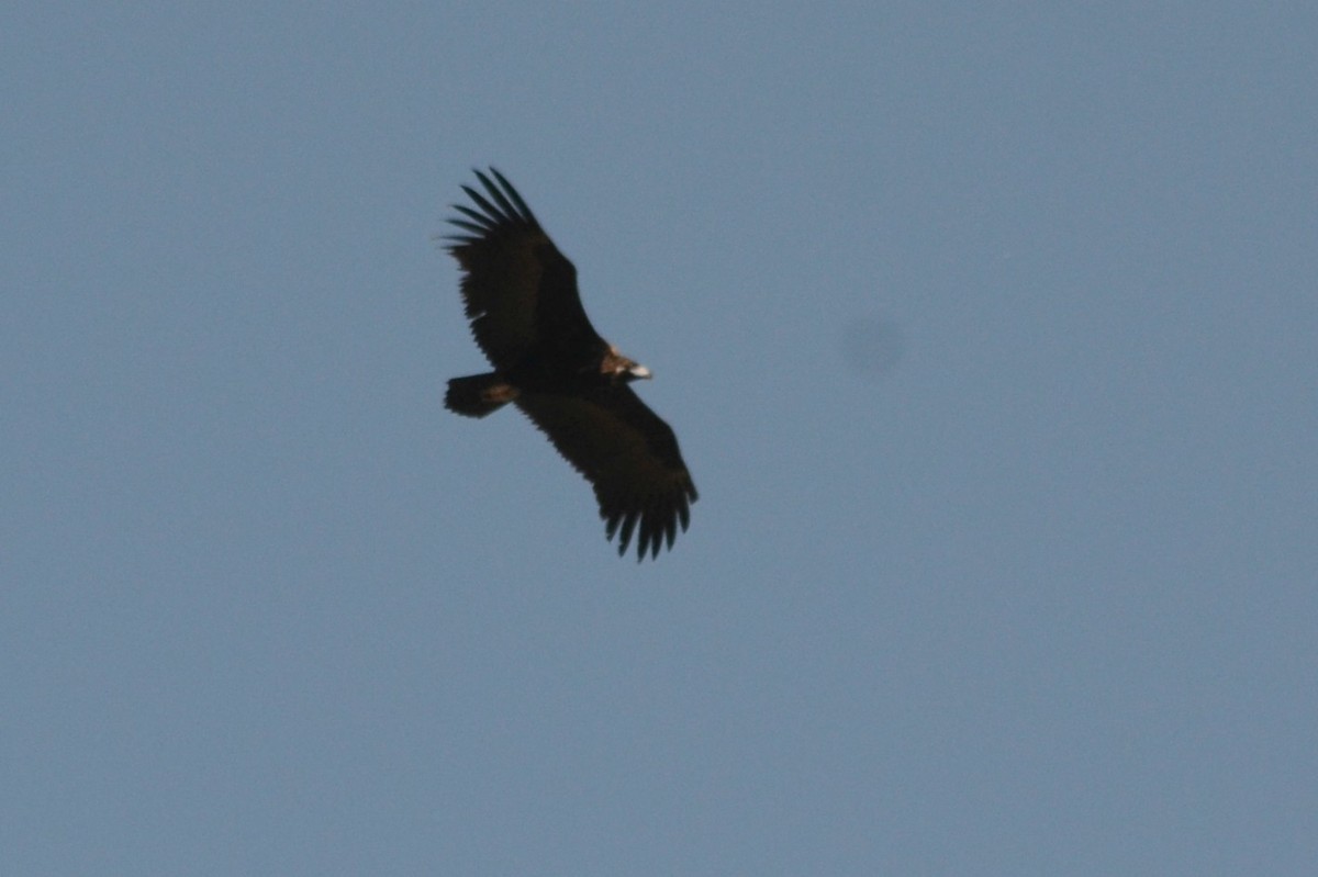 Cinereous Vulture - ML155419031