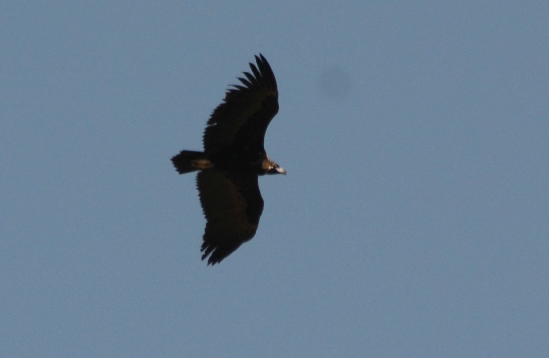 Cinereous Vulture - ML155419151